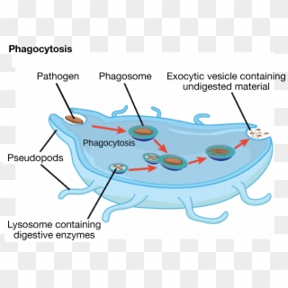 Diagram Of Phagocytosis, In Which The Phagosome Generated - Properties Of A Animal Cell Clipart