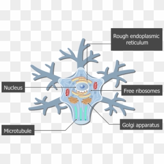 An Image Showing The Neuron Cell Body And It's Structures - Golgi Apparatus Neuron Clipart