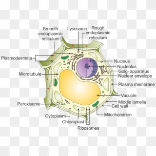Adenosine Triphosphate Molecules (atp) Is Called The - Plant Cell All Names Clipart