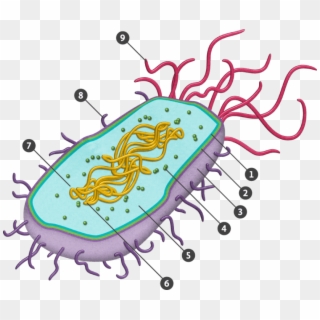 Prokaryotic Cell Png Clipart