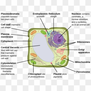 This Illustration Depicts A Typical Eukaryotic Plant - Eukaryotic Animal Cell Clipart