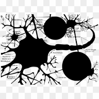 Download Png - Neuron Cell Diagram Clipart