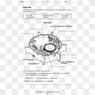 Blank Plant Cell Worksheet Form Fillable Pdf Template - Circle Clipart