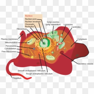 A Eukaryotic Cell, Represented Here By A Model Animal - Identify The Organelles In The Cell Clipart