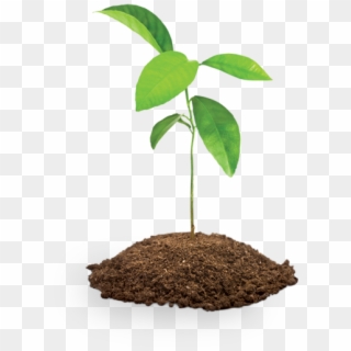 Soil Clipart Sapling Tree - Tree Sapling - Png Download