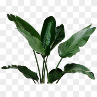 Big Leaf Plant Png Clipart