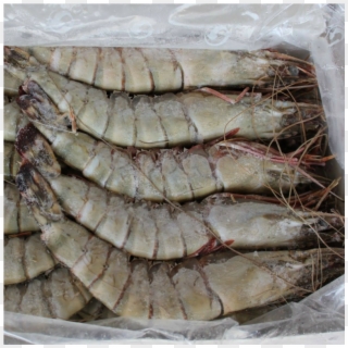 Black Tiger Shrimps Head On U15 Frozen 1kg, Vietnam - U15 Shrimp Clipart