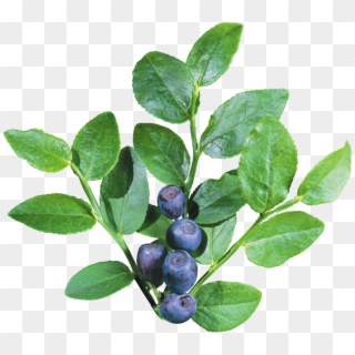 Blueberries Png - Blueberry Bush Transparent Background Clipart