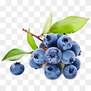 Frozen Wild Blueberry, Frozen Wild Blueberry Suppliers - Yaban Mersini Clipart