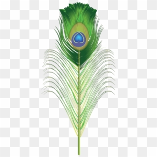 Peacock Brush For Adobe Illustrator Green Png Png Images - Feather Png For Photoshop Clipart