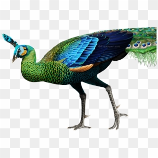 Pavo Muticus Png Clipart
