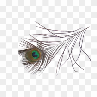 Png Image Information - Peacock Feather Png Transparent Clipart