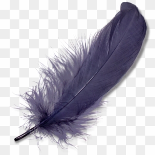 Feather Png Clipart