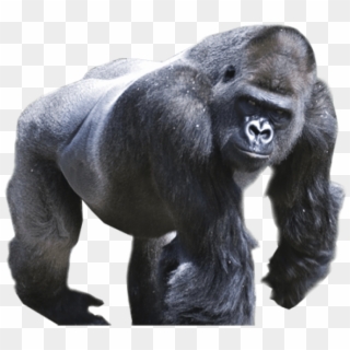 Silverback Gorilla Png - Gorilla Png Clipart