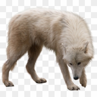 Arctic Fox Transparent Png Clipart