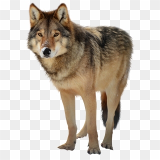 Looking Timber Wolf Png - Timber Wolf Png Clipart