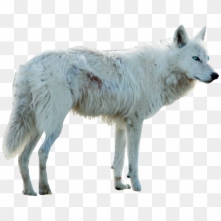 Wolf Sticker Clipart