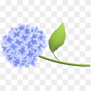 View Full Size - Transparent Background Hydrangea Clipart - Png Download