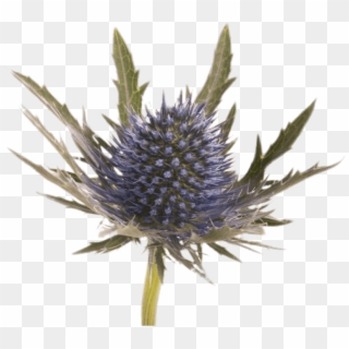 Download - Blue Thistle Png Clipart