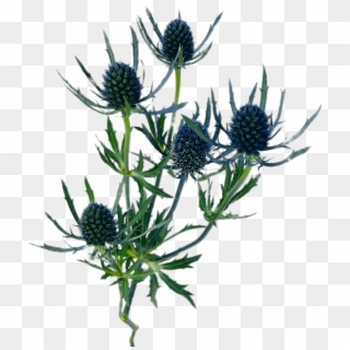 Blue Thistle - Distaff Thistles Clipart