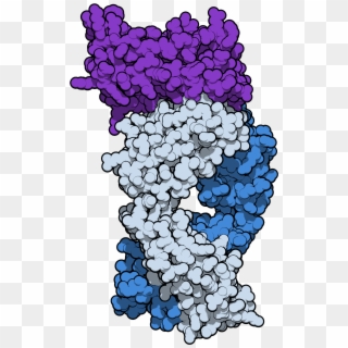 Sifalimumab 4ypg - Grape Clipart