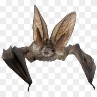 Stock Pictures, Rowan, Stranger Things, Bats, Insects, - Bat Transparent Background Clipart