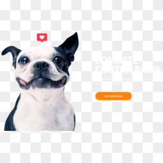 Banner-rotativo01 - Happy Dog White Background Clipart