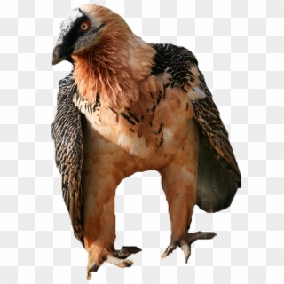 Animalwatchful Vulture - Gypaetus Barbatus Clipart
