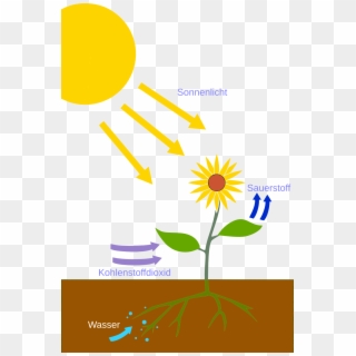 File - Photosynthesis - De - Wikimedia Commons - Transparent Photosynthesis Png Clipart