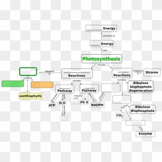 Concept Map For Photosynthesis - Photosynthesis Concept Pdf Clipart