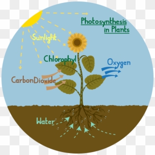 Photosynthesis Diagram Of A Flower - High School Photosynthesis Diagram Clipart