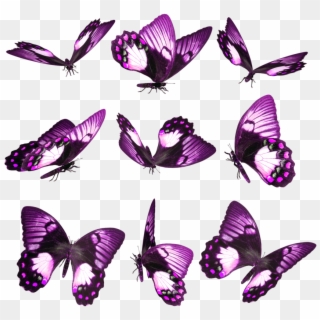 Hace Un Tiempo Estuve Traduciendo Una Guía Sobre Mariposas - Фиолетовые Бабочки Пнг Clipart