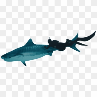 Gira Tu Teléfono Para Entrar En La Realidad Virtual - Bronze Hammerhead Shark Clipart