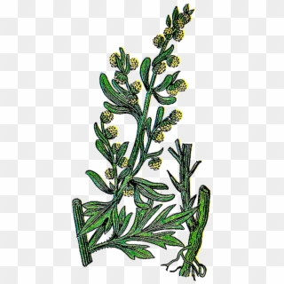 This Is A Lovely Vintage Graphic Of The Herb Plant, - Wormwood Clipart - Png Download