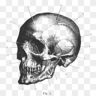 Illustration Of A Human Skull Clipart