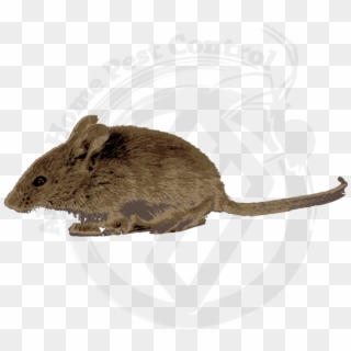 Mice Clean Up Tips - Marsh Rice Rat Clipart