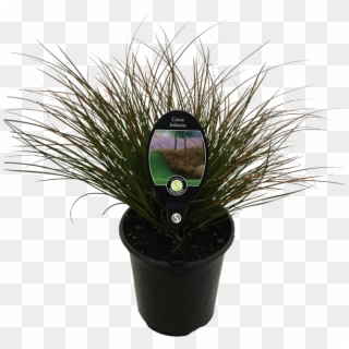 Find Plant Carex Testacea - Houseplant Clipart