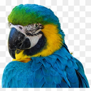Cotorro, Parrot, Render, Sin Fondo, Azul, Animal, Ave - Blue Cotorro Clipart