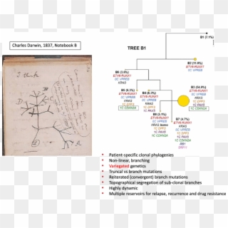 Critical Features Of Cancer Clone Phylogenetics - Darwin Tree Of Life Clipart