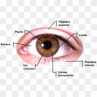 Anatomia Dos Olhos , Png Download - Full Hd Image Eye Clipart
