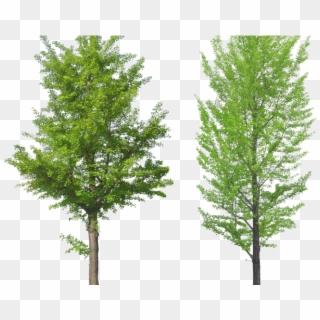 Tree Png Transparent Images - Tree Front View Png Clipart