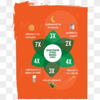 The Nutrition Values Of Moringa Oleifera Leaf Powder - Graphic Design Clipart