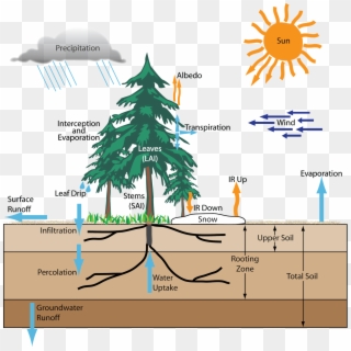 Forests And The Hydrologic Cycle Clipart