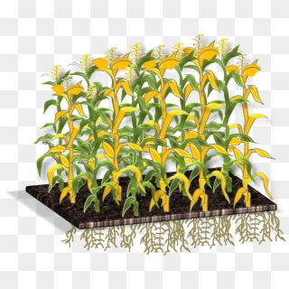Diseased Plant - Sunflower Clipart