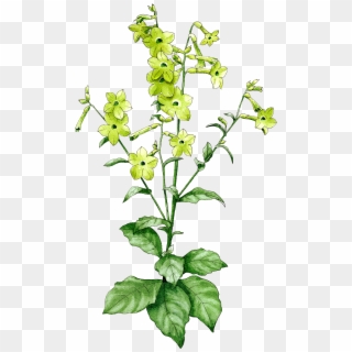 Nicotiana Lime Green - Dayflower Clipart