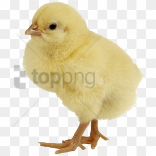 Free Png Baby Chicken Png Png Image With Transparent - Chicken Png Clipart