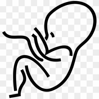 Vector Illustration Of Fetus Prenatal Human Between - Human Fetus Outline Clipart