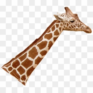 Giraffenhals Blick Rechts - Cou De La Girafe Clipart