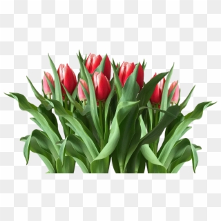 Spring Tulips Red Tulips - Tulip Clipart