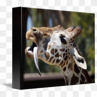 Giraffe Tongue Png - Giraffe Clipart